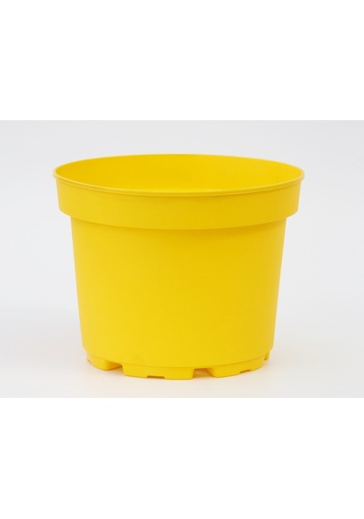 Sarı Limon Saksısı 10 Adet ( 1.5 Litre )