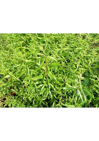 Limon Melisa Bitkisi 10 Adet - Melissa Officinalis