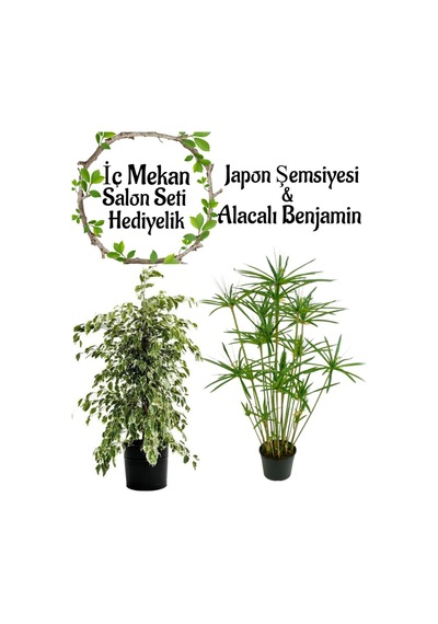 Japon Şemsiyesi 40-60 Cm 1 Adet Saksılı+ Alacalı Benjamin Bitkisi 40-60 1 Adet Saksılı