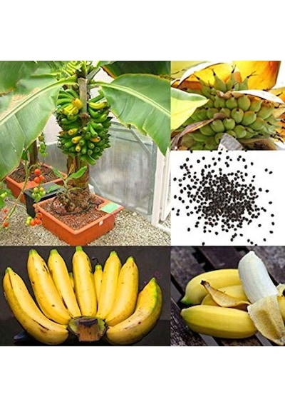 Muz Bonzai Tohumu Saksı Toprak Seti Banana Bonsai