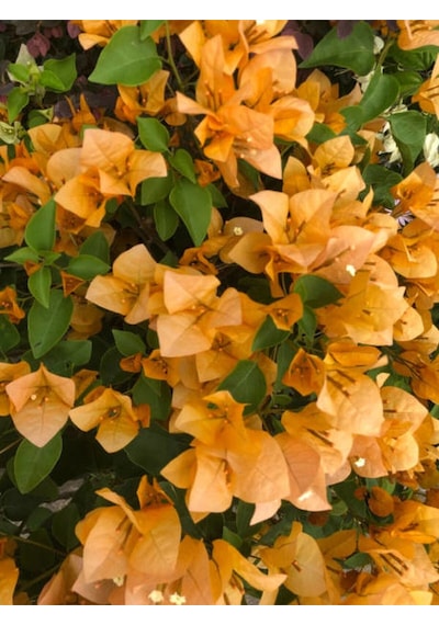 Videolu Mis Kokulu 1adet Turuncu Begonvil Çiçeği Fidanı Saksılı 60-120cm Bougainvillea