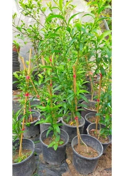 Melisa Çiçeği Parfüm Çiçeği Fidanı 10-20 Cm