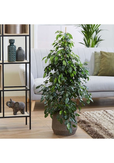 Benjamin - Ficus Benjamina 90 Cm 2 Adet