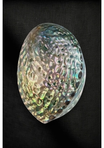 Abalone Shell Süper Renkli Istiridye Kabuğu