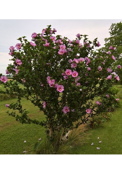 Gül Hatmi Fidanı 50-70 Cm