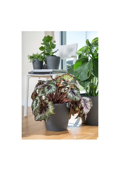 Ikea Persillade Toprak Saksı Koyu Gri