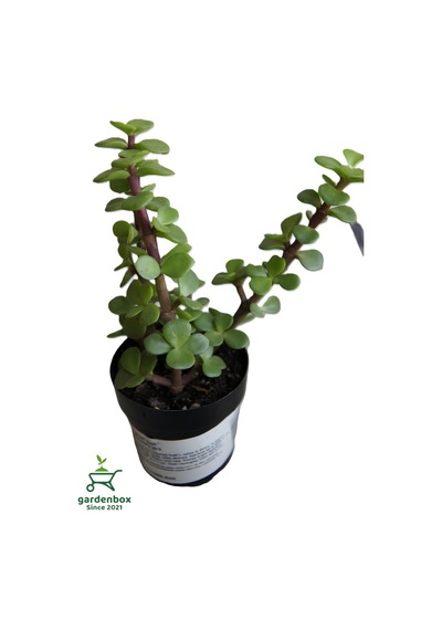 Para Yeşim Çiçeği 1 Adet Sukulent Dekoratif Bitki 10-15cm Crassula