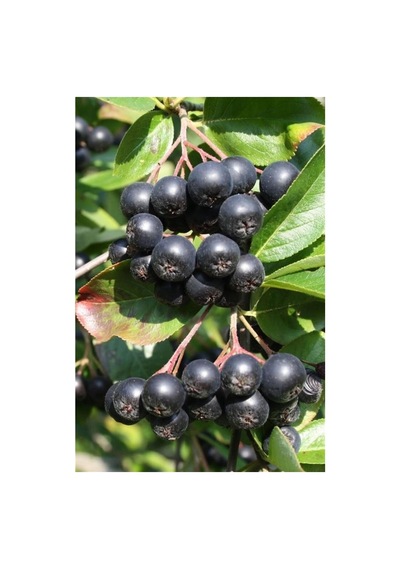 Aronya Fidanı Aronia Berry 10-20 Cm