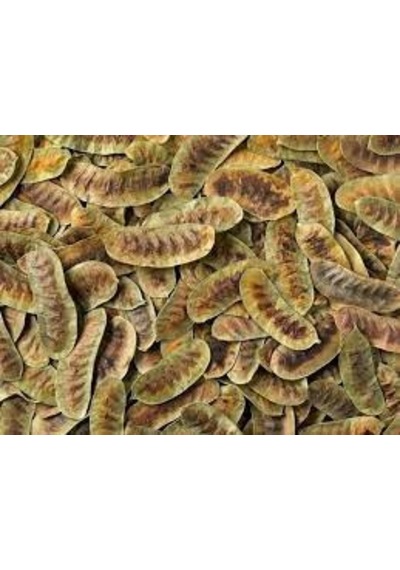250 Gr Egzotik Şifalı Kabızlığa Şifa Bitki Aşlık Otu Yeni Mahsül