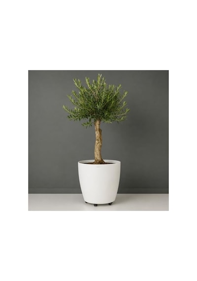 Beyaz Tekerlekli Saksı 48 Litre Büyük Saksı Geniş Hacimli Tekerlekli Saksı Beyaz 40 Cm Beyaz