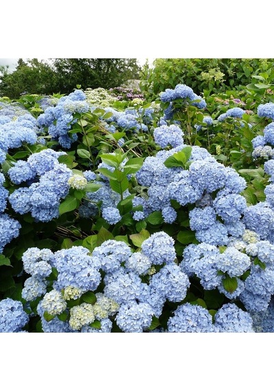 Videolu 1 Adet Mavi Renk Ortanca Çiçeği Fidanı 30-60 Cm Saksılı Çiçekli Bodur Bitkiler Hydrangea
