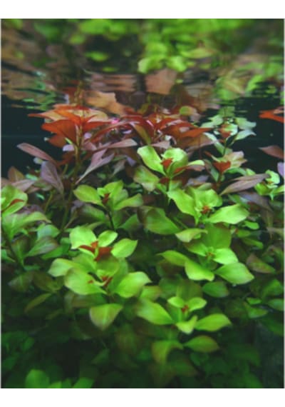 Ayrex Ludwigia Green 5 Dal Kusursuz Form Akvaryum Bitkisi Canlı Bitki