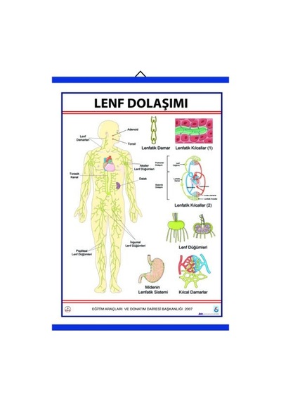 Lenf Dolaşımı Levhası