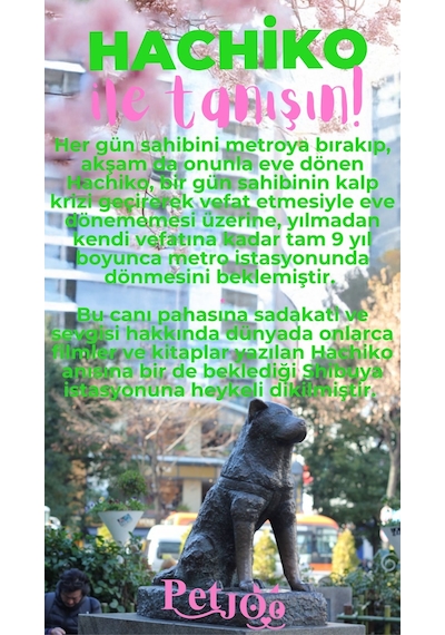 Petjoo 19.Hachiko Pembe-Yeşil Qr'lı Köpek Künyesi