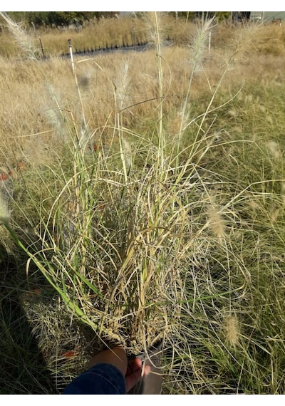 Pennisetum Otsu Bitki 20 Adet