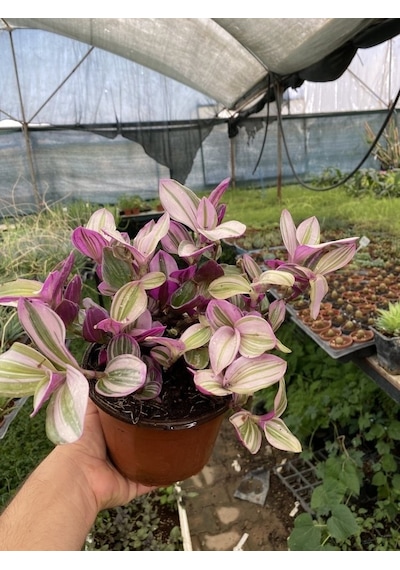 Tradescantia Nanouk Telgraf Çiçeği 13 Lük Saksıda