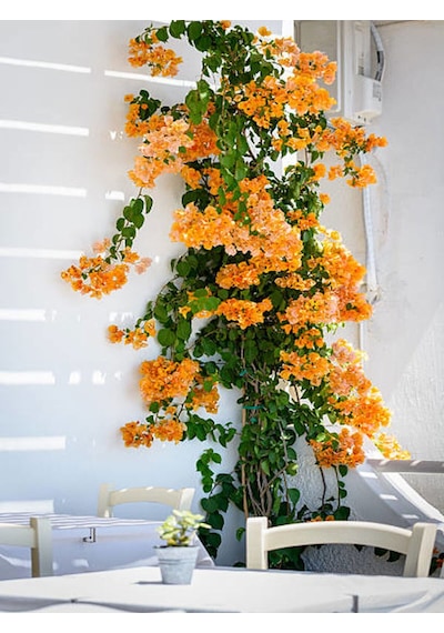 Videolu Sarı Sarıcılı Begonvil Çiçeği Fidanı 40-80 Cm Saksılı Dış Mekan Ağaçları Bougainvillea