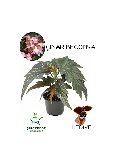 Çilli Pembe Çiçekli Begonya Çiçeği+yaprak Güzeli Çiçeği