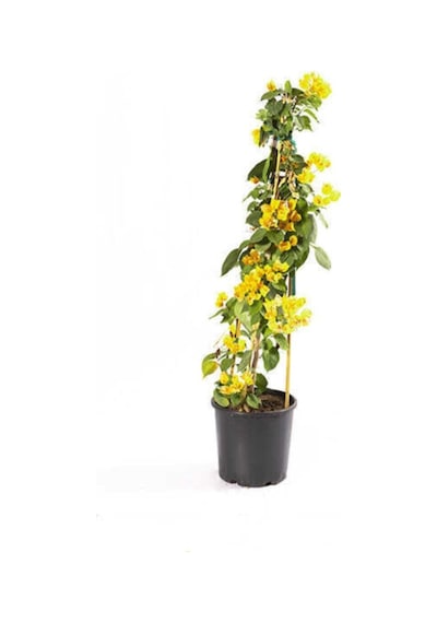 Bougaınvıllea - Begonvil Sarmaşığı Sarı Bougainvillea