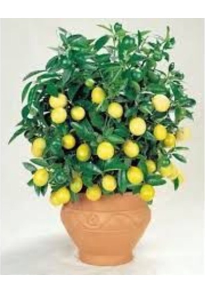 Bodur Bonsai Limon Ağacı Tohumu 10 Adet Tohum + Saksı Toprak