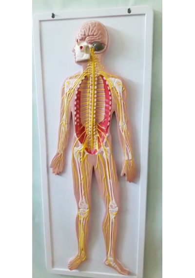Sinir Sistemi Modeli 62Cm X 42Cm
