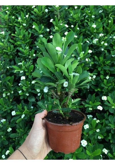 Videolu Beyaz Renk Dikenler Tacı Çiçekli Ithal Hollanda Milli Saksılı Kaktüs White Euphorbia
