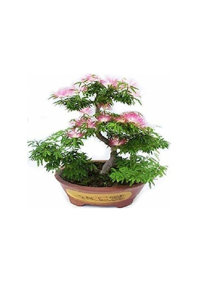 Nadir Ithal Bodur Gülibrişim Bonzai Ağacı Tohumu 5 Tohum Bonsai Tohumu