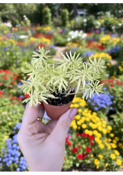 Sarı Sedum Çiçeği 5.5 Saksı Da