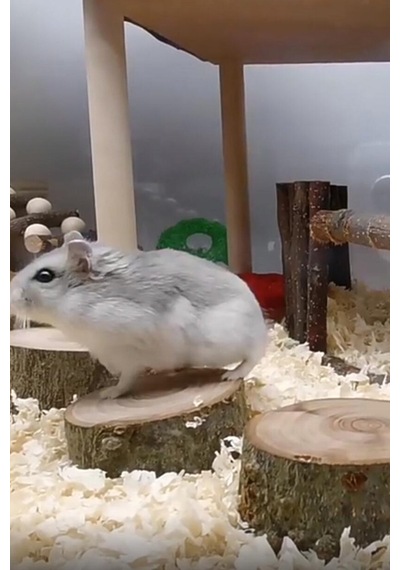 Doğal Ahşap Hamster Platformu 3 Adet, 3 Cm Yükseklik, 5 Cm Çap, Dayanıklı Ve Güvenli