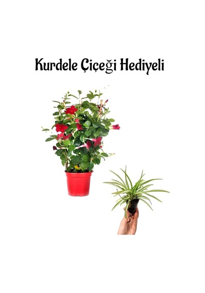 Mis Kokulu Kırmızı Renk Mandevilla Çiçeği Sevgililer Gününe Özel Kurdele Çiçeği Hediyeli