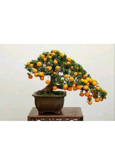 Bodur Kayısı Bonzai Ağacı Tohumu 2 Adet Bonsai Ağacı Tohumu