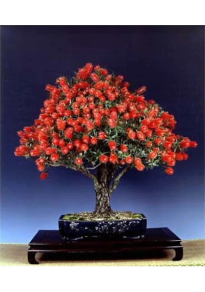 Bodur Callistemon Bonzai Ağacı Ekim Seti 5 Adet Tohum Saksı Toprak Kombin
