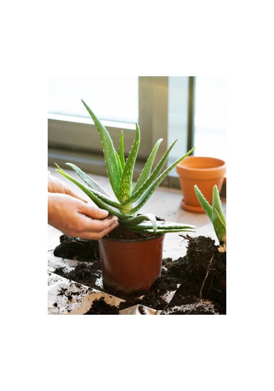 Videolu Aloe Vera 30 50 Cm 1 Adet Saksılı/ Tüplü Iç/ Dış Mekan Bitkisi Aloe Ferox Mill Alovera