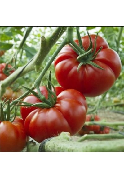 Marmande Domates Tohumu 500+ Tohum N117806