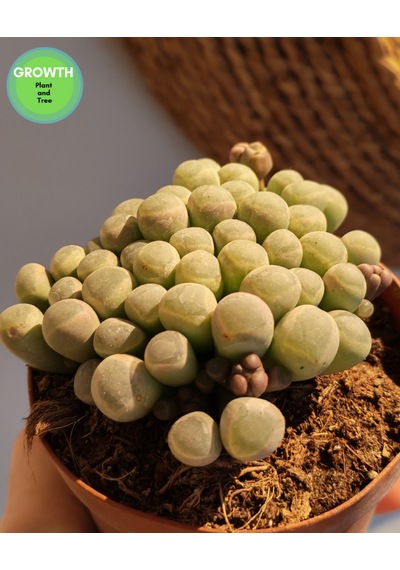 Fenestraria Rhopalophylla Bebek Parmakları Sukulenti 1 Adet