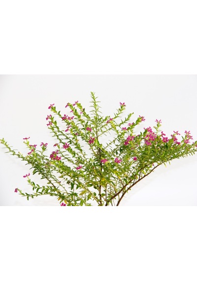 Bonsai Kufeya Cennet Çiçeği