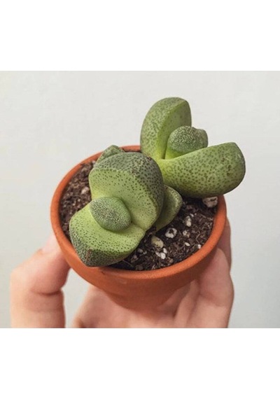 10 Adet Pleiospilos Nelii Succulent Tohumu