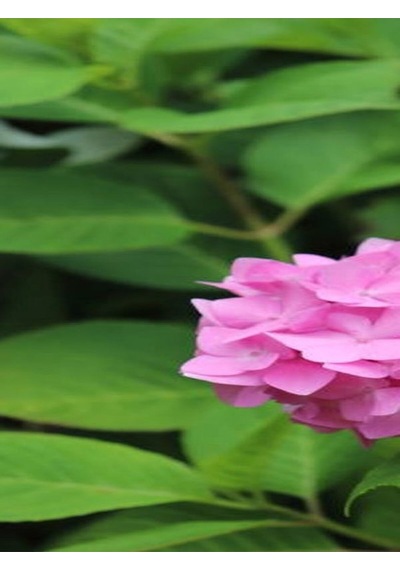 Videolu 1 Adet Pembe Ortanca Çiçeği Fidanı 30-40 Cm Tüplü Çiçekli Bodur Bitkiler Hydrangea