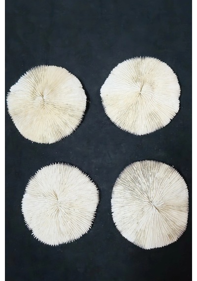 Mantar Mercan Dekoratif Parça Mushroom Coral 9dm