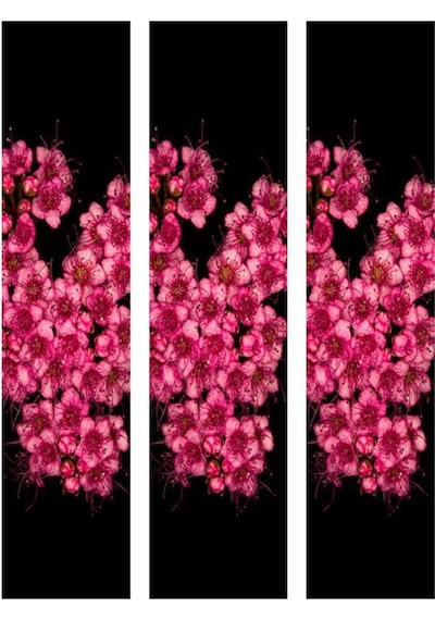 Videolu 3 Adet Pembe Ispirya Çiçeği Fidanı 40-60 Cm Saksılı Çiçekli Bodur Spiraea Vanhouttei