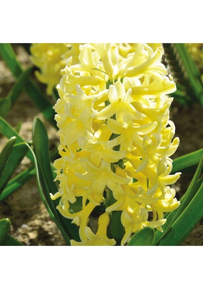 Hyacinthus Yellowstone Sümbül Soğanı 3 Adet