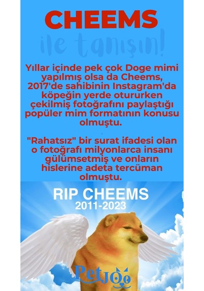 Petjoo 18.Cheems Mavi-Kırmızı Qr'lı Köpek Künyesi