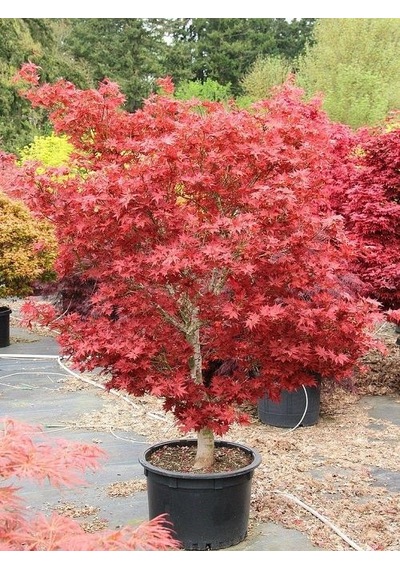 Kırmızı Japon Akçaağacı Acer Palmatum Tohumu 10 Adet