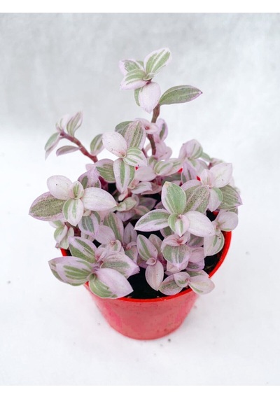 Videolu 1 Adet Mini Pembe Telgraf Çiçeği 5-15 Cm Saksılı Çiçekli Bodur Bitkiler Pink Lady