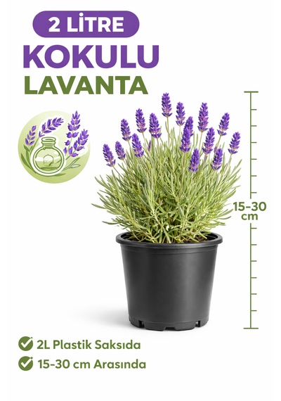 Canlı Kokulu Lavanta Çiçeği Saksıda 15-30 Cm 2 Litre Ev Ofis Bahçe Bitkisi Gerçek Doğal Lavandula