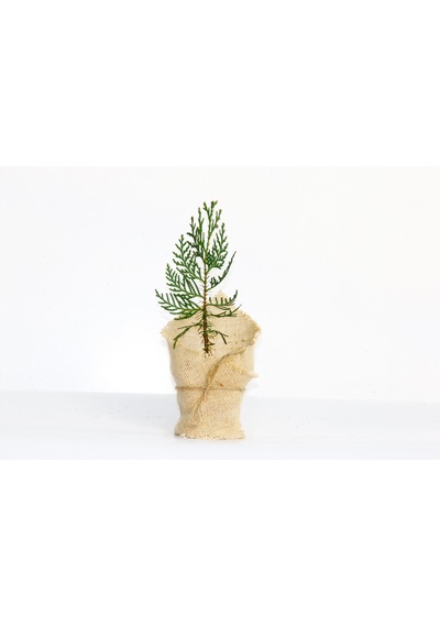 NİKAH ÇAMI 50 ADET - ÖZEL GÜN FİDANI (Mazı-Thuja Orientalis)