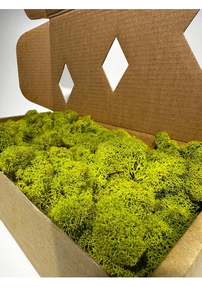 Reindermoss Şoklanmış Norveç Yosunu Terarium Yosunu Lime Green 500 Gr.