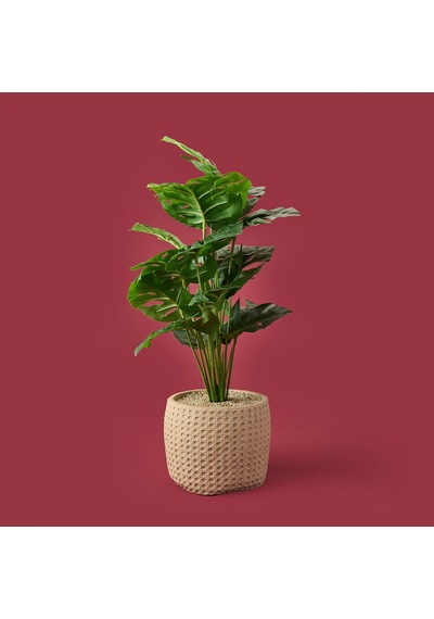 Hasır Saksıda Deve Tabanı - Renkli - 90x26 Cm