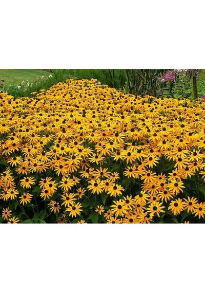 20 Adet Black Eyed Susan Tohumu
