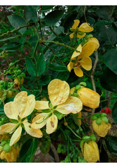 Videolu Kokulu Sarı Yasemin Fidanı 1 Adet Saksılı/ Tüplü 100-120cm Yellow Jasmine Flower